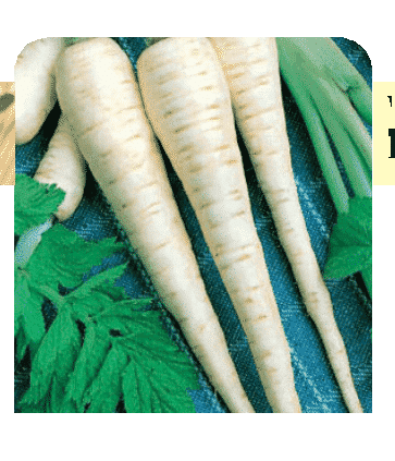 Hollow Crown Parsnip Seeds